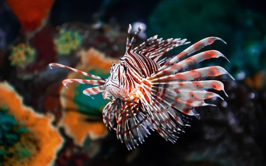 Quase mil peixes-leão invasores venenosos são capturados na Bahia