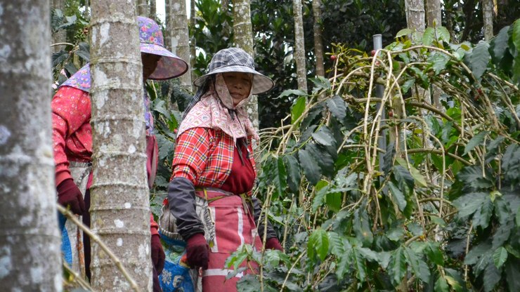 Bioeconomia e economia circular da Amazônia são destaque na COP30