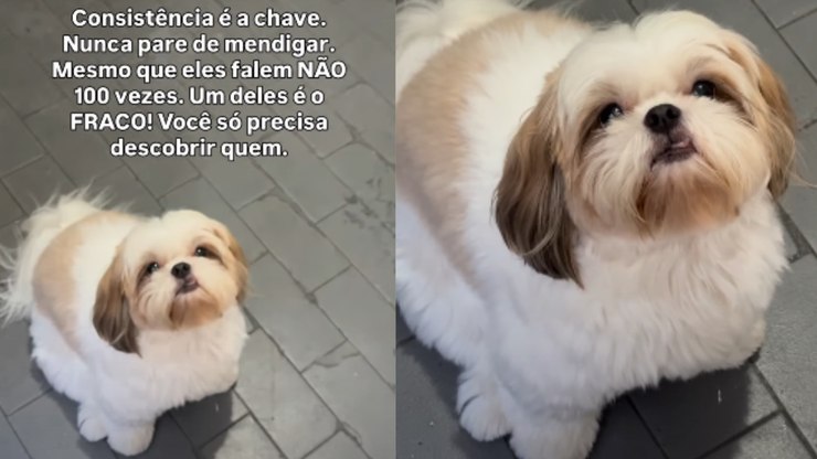 Shih Tzu insiste por carne durante churrasco