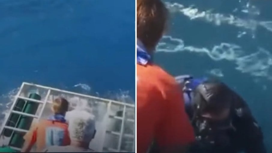 Tubarão branco invade gaiola e deixa mergulhador em pânico Tubarão branco invade gaiola e deixa mergulhador em pânico