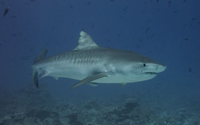 Tubarão-tigre regurgita equidna na frente de cientistas e viraliza