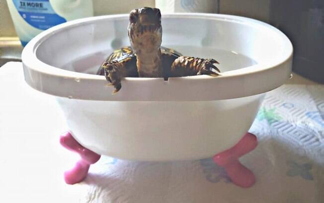 Tartaruga em mini banheira