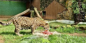 Onça-pintada de 21 anos morre no Pq. Ecológico de Americana (SP)