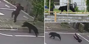 VÍDEO: urso invade área industrial e ataca homem