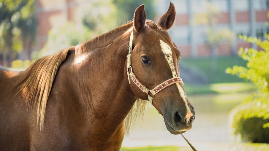 Cavalo Caramelo se recuperou e é dócil