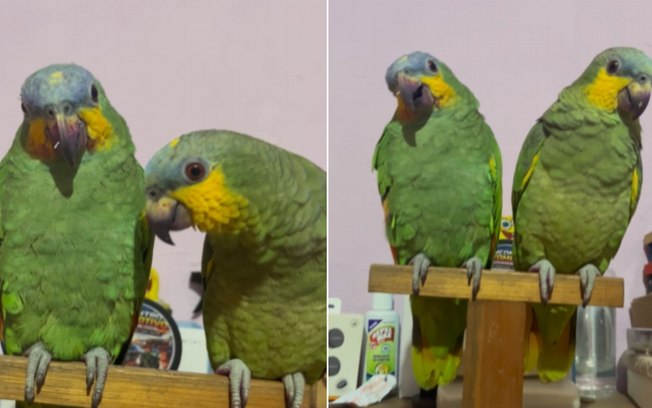 Papagaios aparecem com bico roxo após aprontarem em casa Bmjjyhzt86ioimhvqyttgp3fz