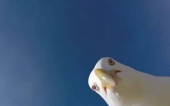 Selfie feita pela gaivota depois da ave furtar a câmera de Martin Lozano