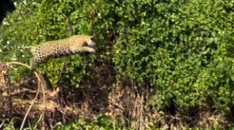 On%C3%A7a-pintada%20realiza%20salto%20impressionante%20no%20Pantanal