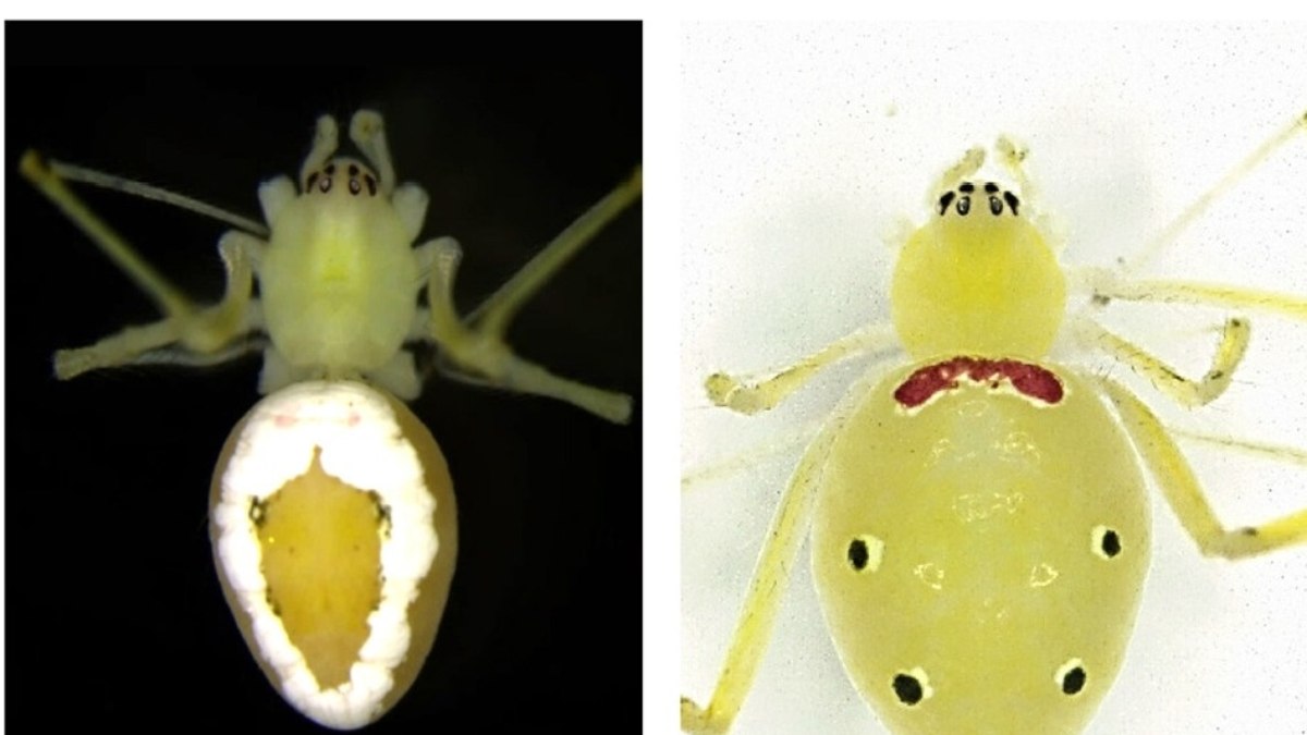 A aranha-da-cara-feliz-do-Himalaia (Theridion himalayana) foi descoberta em julho deste ano A aranha-da-cara-feliz-do-Himalaia (Theridion himalayana) foi descoberta em julho deste ano