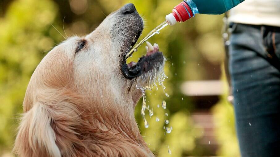 A água também faz parte da alimentação para cães idosos e é muito importante