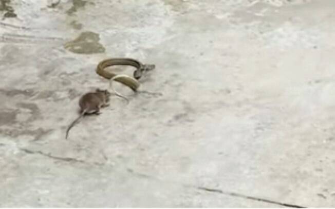 Imagens mostram a batalha entre os dois animais em rua no Vietnã