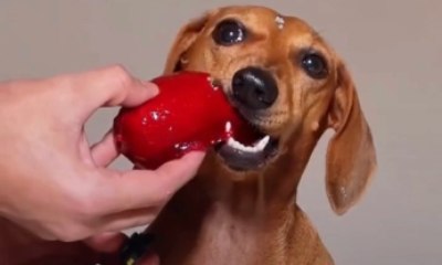 Influenciador cria receita de 'morango do amor' para pets