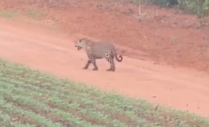 VÍDEO: Onça-pintada captura porco-do-mato em Porto dos Gaúchos