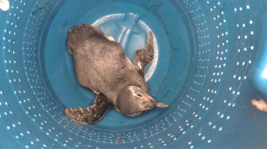 Pinguim é resgatado por bombeiros em praia de Caraguatatuba