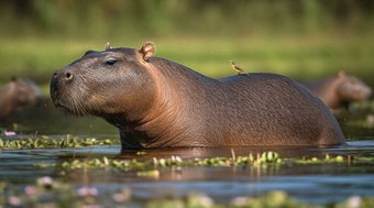 Veja%20como%2010%20animais%20podem%20mudar%20radicalmente%20no%20futuro