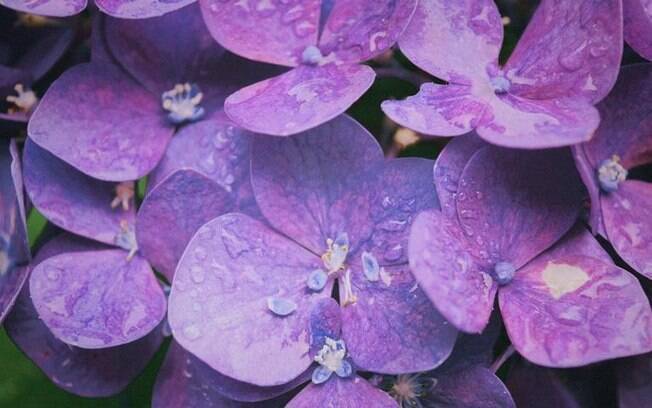 Simpatias fáceis com violetas para fazer em casa Simpatias fáceis com violetas para fazer em casa