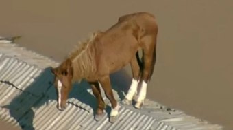Vídeo: cavalo ilhado em telhado no RS é resgatado pelo Exército
