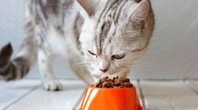 8 curiosidades para você saber sobre a alimentação dos gatos