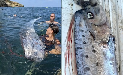 Peixe-remo capaz de 'prever desastres' é encontrado em praia na Califórnia