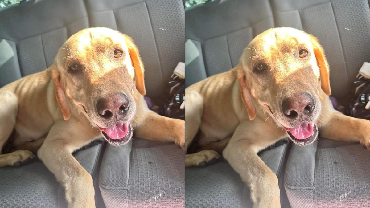 O pequeno labrador correu atrás do carro da creche