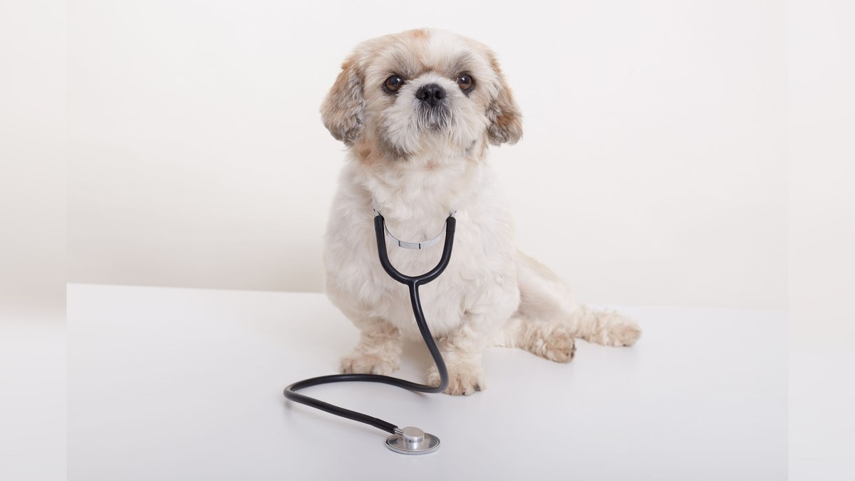 Doenças cardíacas em cães: diagnóstico precoce pode salvar vidas Doenças cardíacas em cães: diagnóstico precoce pode salvar vidas