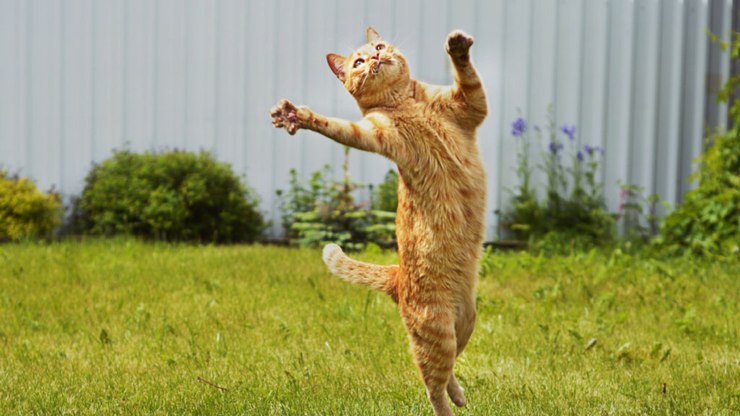 9 fatos exclusivos sobre a relação entre gato e tutor