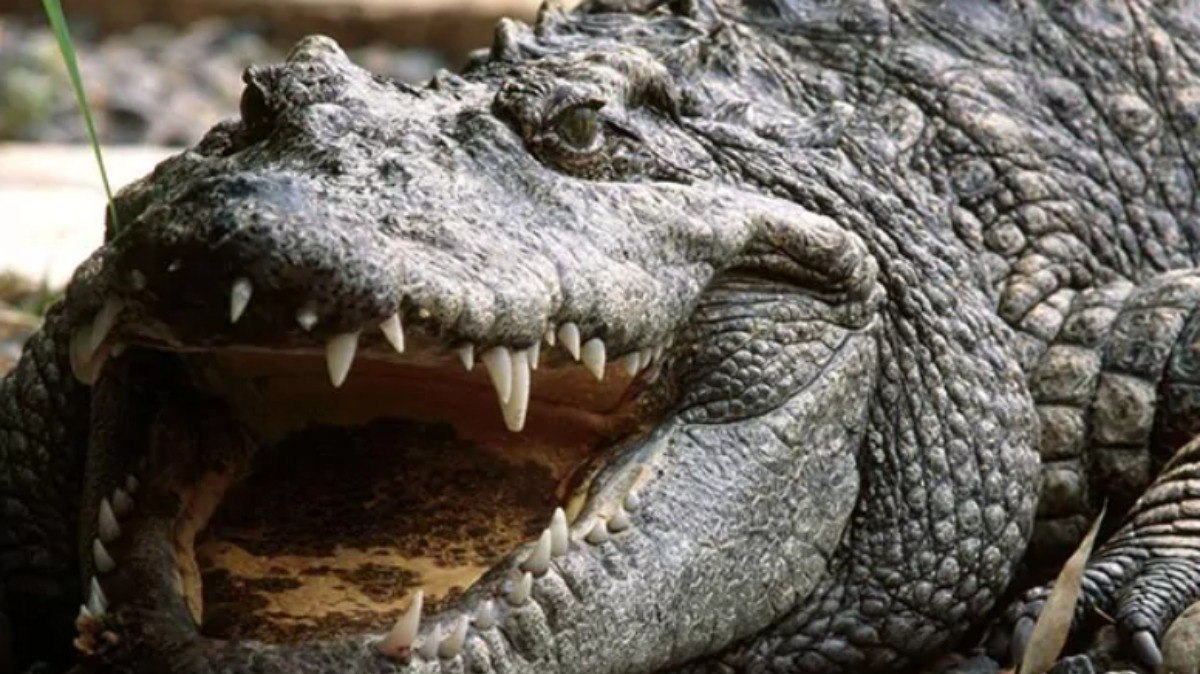 Crocodilos eram mumificados no Egito Antigo, como forma de venerar os animais Crocodilos eram mumificados no Egito Antigo, como forma de venerar os animais