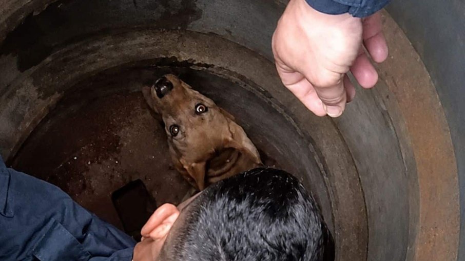 Segundo a corporação, há indícios de que o animal tenha sido colocado propositalmente dentro do tubo antes de ser abandonado