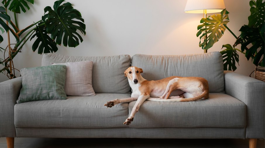 Como evitar que o cachorro suba no sofá