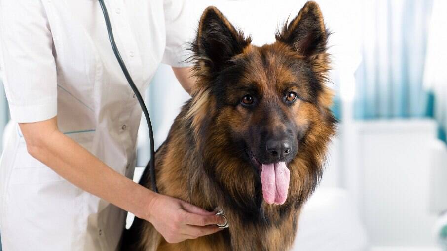 Doença pode afetar outros animais e até humanos, mas os cachorros são mais atingidos.