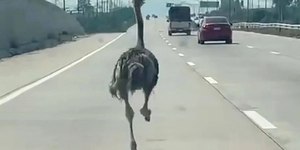 VÍDEO: avestruz de estimação foge e corre em rodovia movimentada