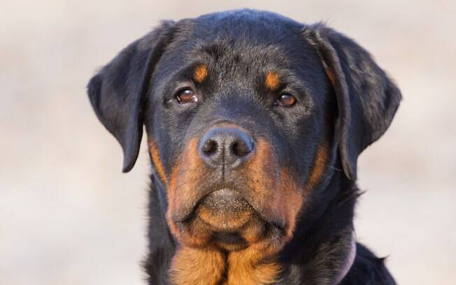 Rottweiler é uma das raças de cachorro mais difíceis de treinar