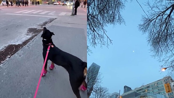 Cachorra Rottweiler encanta web ao tentar "pegar" a lua