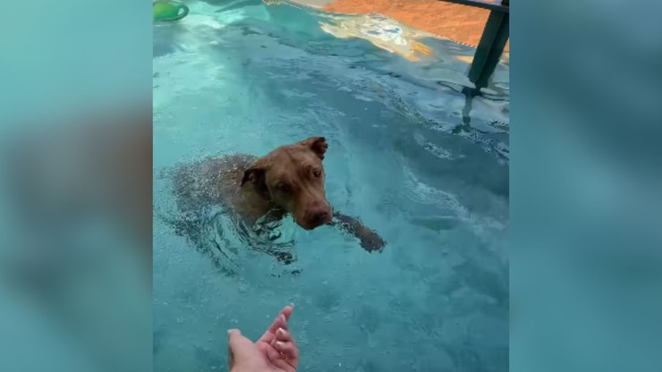 Pitbull se faz de desentendido para não sair da piscina