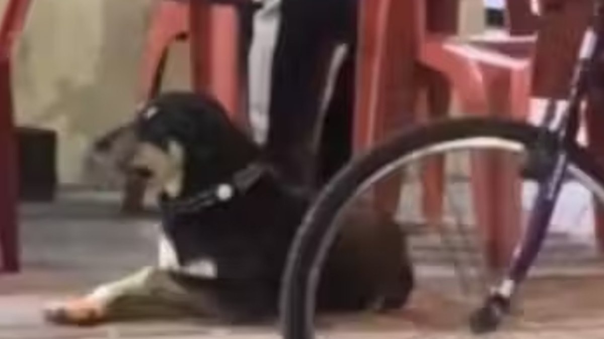 Cão fujão vira 'freguês mais fiel' de bar em Itajaí Cão fujão vira 'freguês mais fiel' de bar em Itajaí