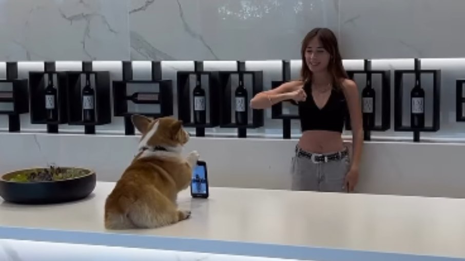 Cãozinho viraliza ao segurar celular para tutora dançar Cãozinho viraliza ao segurar celular para tutora dançar