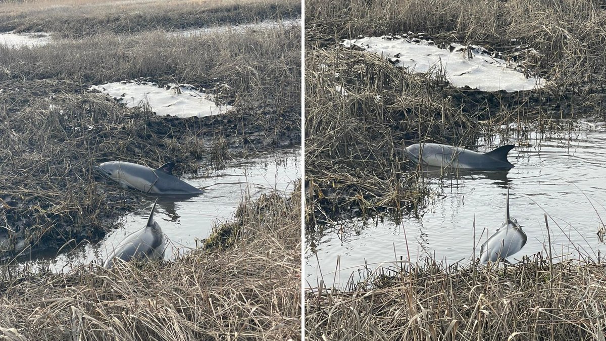 Golfinhos surgem encalhados em pântano; assista Golfinhos surgem encalhados em pântano; assista