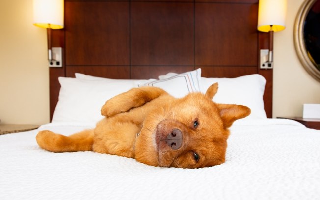 Hotel para cachorro: veja como preparar a mala do seu pet