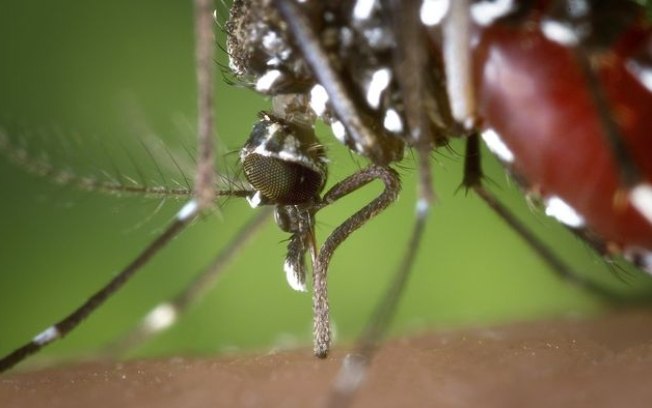 7 doenças transmitidas por mosquitos como o da dengue
