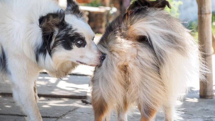 Por que o cachorro monta? Entenda e saiba como agir — Como prevenir e reduzir a monta a longo prazo?
