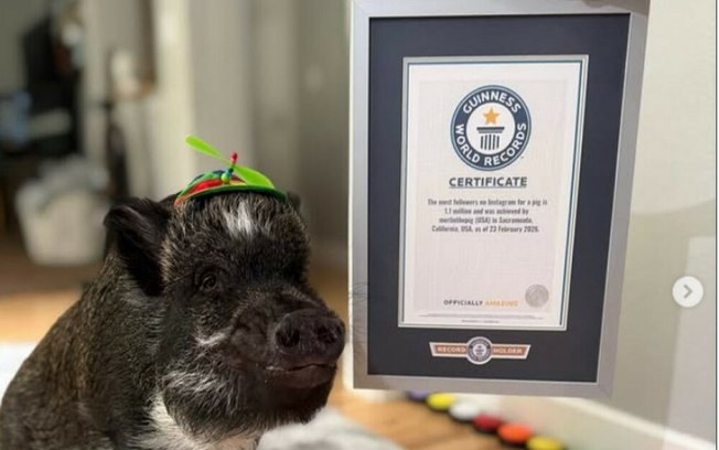 Porco com 1,1 milhão de seguidores conquista recorde mundial Bpdxuyg5fp50693xgh1i351hy