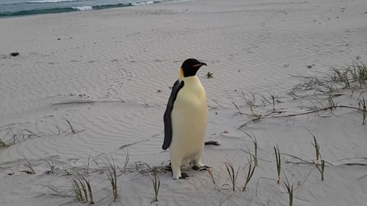 Pra quem não viu: Pinguim-imperador perdido chega a uma praia a 3.500 km de casa