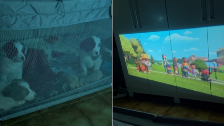 Cinco cães se reúnem para assistir Cinco cães se reúnem para assistir