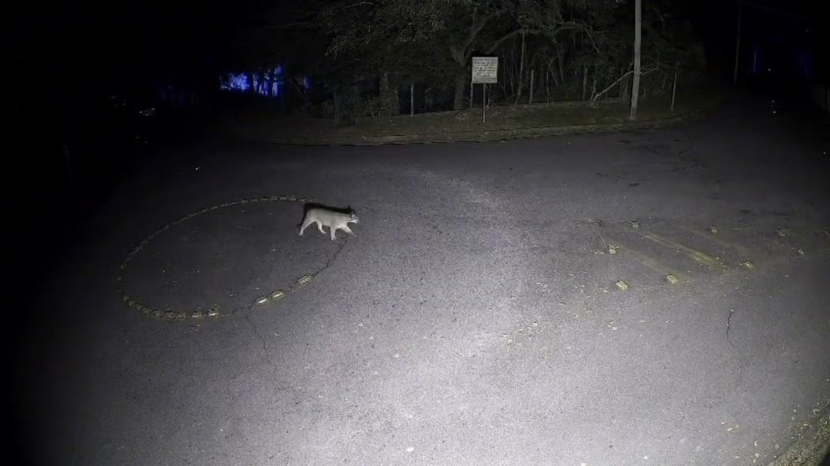Pitbull entrou em confronto com a onça, que pode ter entrado em casa de uma família, na Serra da Cantareira Pitbull entrou em confronto com a onça, que pode ter entrado em casa de uma família, na Serra da Cantareira