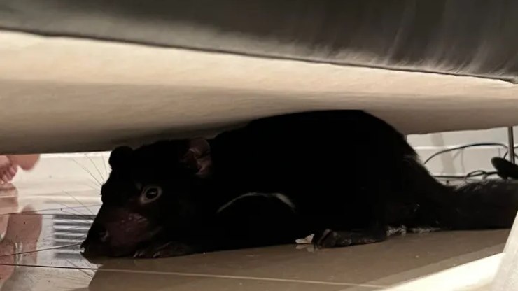 Mulher confunde diabo da Tasmânia com brinquedo de cachorro: 'Susto!'