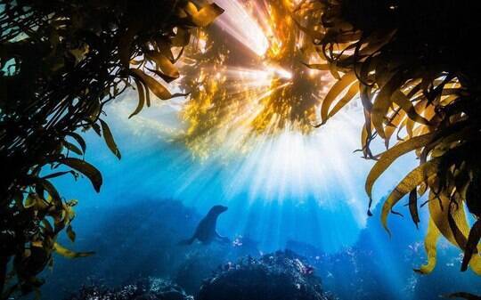 Foto subaquática de leão-marinho ganha concurso promovido por ONG ambiental