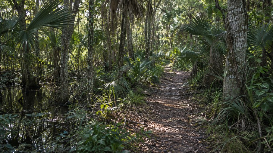 Os crimes ficaram conhecidos como Assassinatos da Trilha dos Porcos devido às áreas pantanosas e arborizadas onde os corpos eram encontrados Os crimes ficaram conhecidos como Assassinatos da Trilha dos Porcos devido às áreas pantanosas e arborizadas onde os corpos eram encontrados