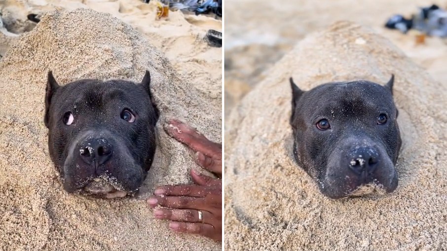 Kuppa ficou bem comportado enquanto seus humanos o cobriam de areia da praia
