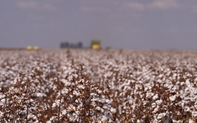 Com novidades no portfólio, Bayer apresenta soluções integradas para a cotonicultura no 15º Congresso Brasileiro do Algodão