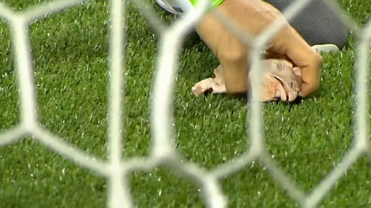 Cabeça de galinha foi jogada no campo Cabeça de galinha foi jogada no campo